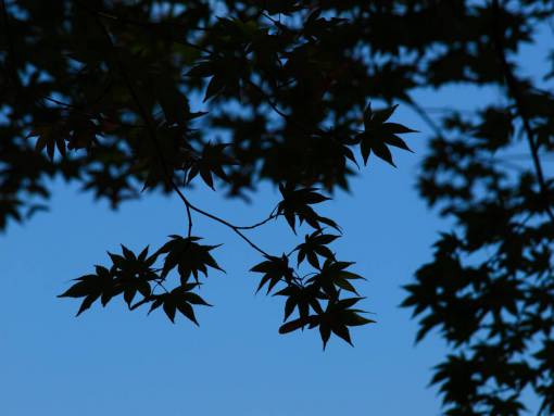 maple leaves  tree  branches  silhouette  sky  dusk  night