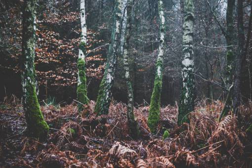 bosque otono naturaleza paisaje bosque bosques hojas otoño otoño