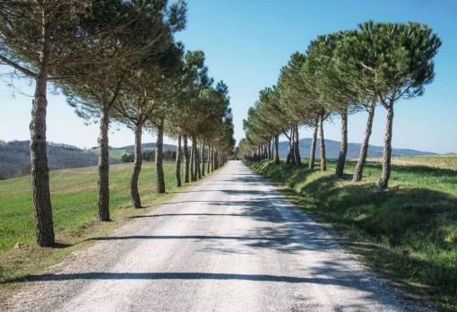 naturaleza paisaje árboles carretera viajes aventura hojas