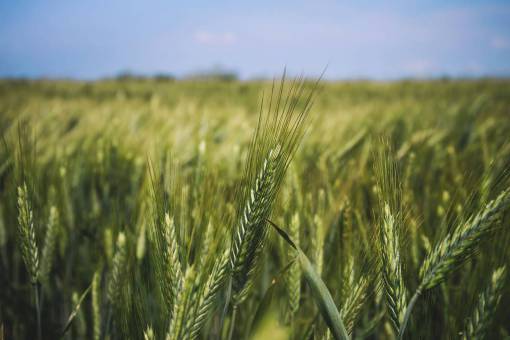 wheat nature  wheat  field  grain  grass  harvest  sway