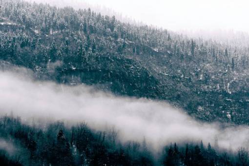 haze nature  woods  forest  trees  smoke  fog  haze
