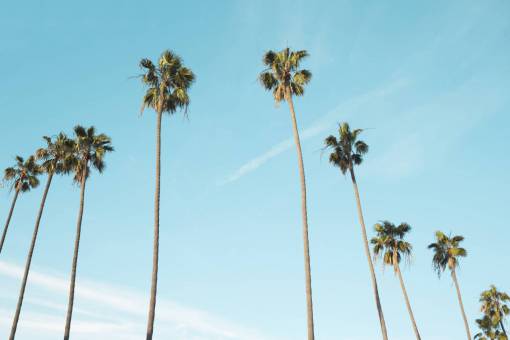 palm trees  blue  sky  sunshine  summer  tropical  vacation