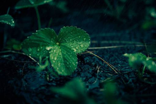 lluvia planta hojas verde agua bosque lluvioso bosque