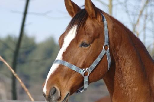 arn Poland  Cracow  animal  quadruped  harness  horse  horses