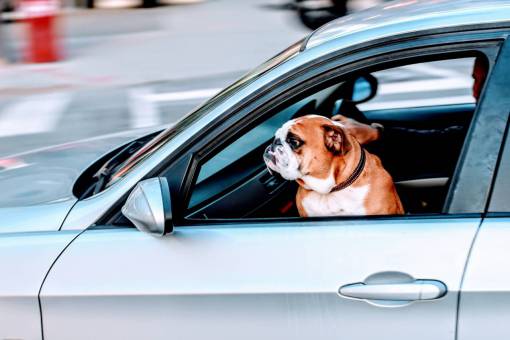 pug pug  dog  pet  animal  car  vehicle  travel