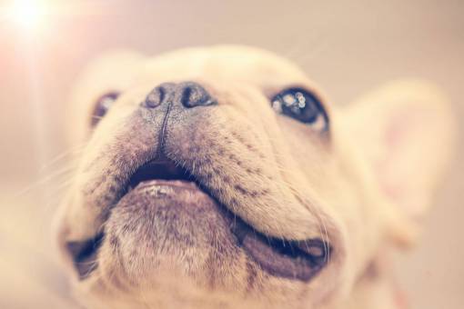nariz cachorro sonrisa primer plano perro animal mascota pequeño