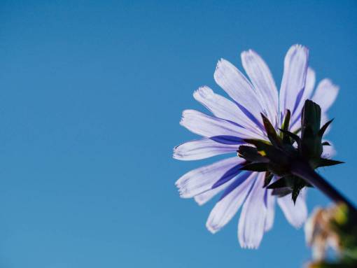 sunshine flor morada cielo azul sol verano naturaleza