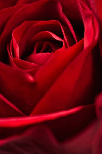 red  rose  macro  rose background  blossom  red rose  nature