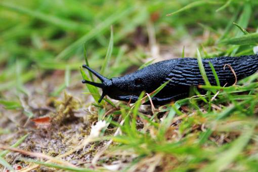 snail snail  nature  green  grass
