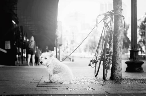 monochrome street  people  walking  animals  dog  leash  black and white
