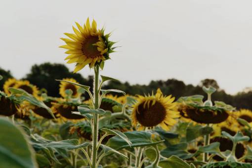 cropped sunflower  field  summer  spring  yellow  flower  fauna