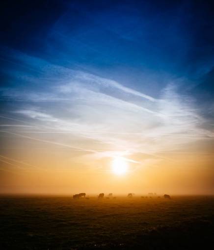robe sunrise  morning  dawn  field  grass  animals  farm