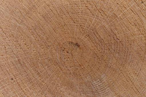 cortar anillo de árbol fondo primer plano madera envejecida corte