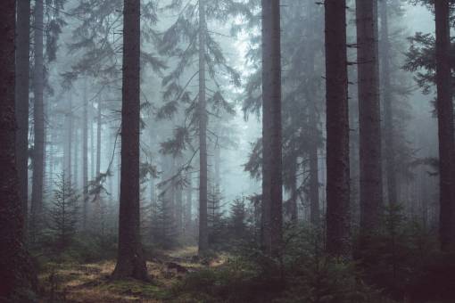brumoso árboles bosque bosques naturaleza niebla brumoso