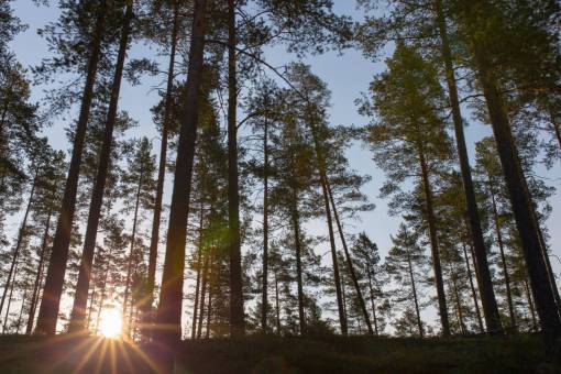 puesta del sol árboles planta naturaleza montaña tierras altas luz del sol puesta de sol