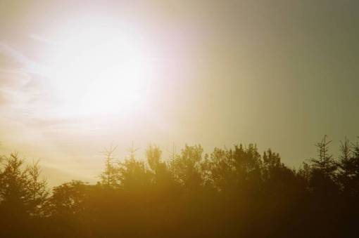 sunshine árboles plantas naturaleza cielo luz del sol amanecer sol