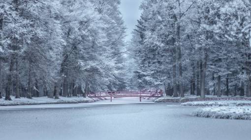 clima frio árboles plantas naturaleza nieve invierno clima frío