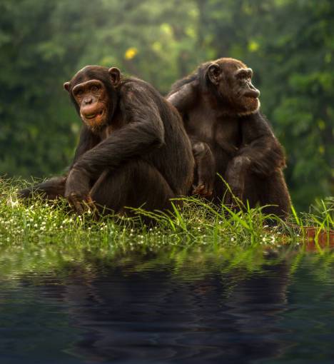 monk two  brown  chimpanzee  animals  wild  jungle  grass