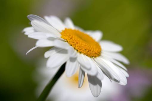 daisy-plant white  daisy  flower  spring  organic  nature  growth