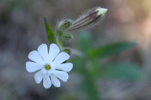bloom flor blanca flor flor naturaleza
