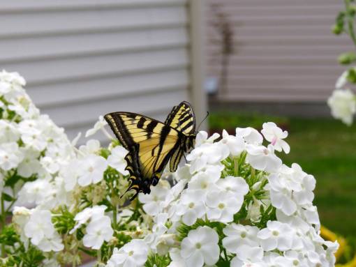 patio white  petal  flower  bloom  nature  plant  butterfly