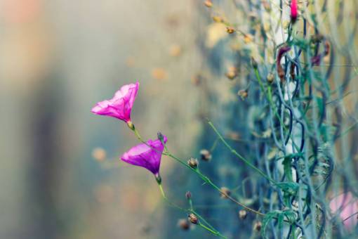 fences wire  fence  vine  plant  vineyard  flower
