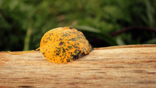 otono hojas hoja amarilla otoño madera desenfoque planta naturaleza