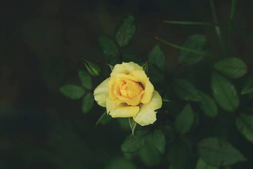 flor rosa pétalo amarillo flor rosa hoja verde planta