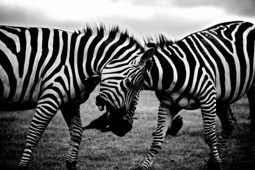 fauna silvestre choque de cebra vida silvestre animales lucha negras blancas