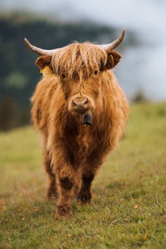 cow animal grass farm calf;field outdoors rural scene