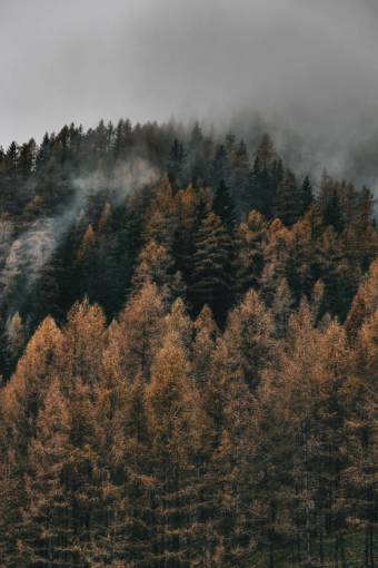 cordillera mountain forest pine tree;forest autumn outdoors tree nature