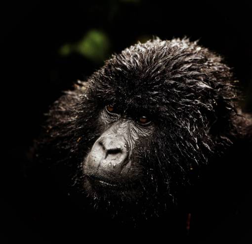monk nature animals in the wild monkey mammal gorilla;portrait primate animal