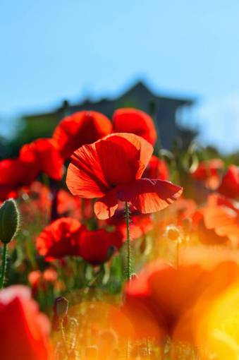 spring Field of poppies