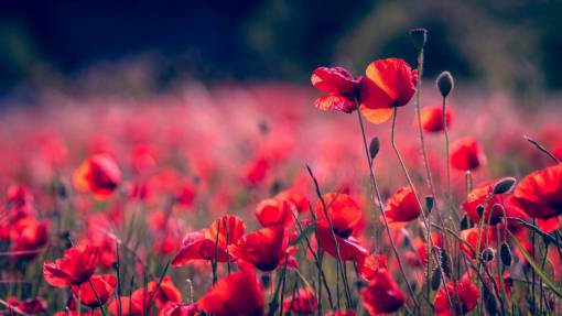 spring Field of poppies