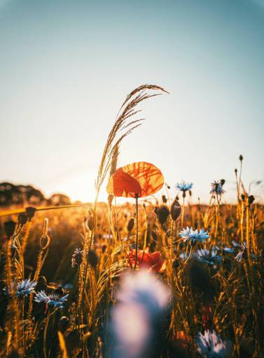 spring Field of poppies