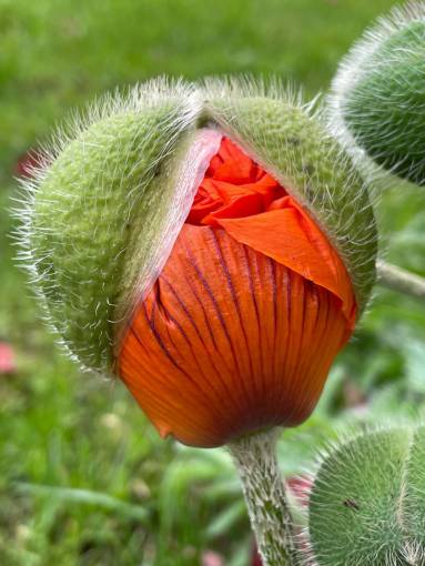 simbolo Flor de amapola floreciendo