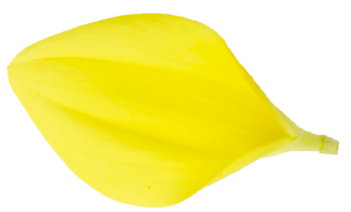 solo  backgrounds single object yellow nature leaf plant close-up