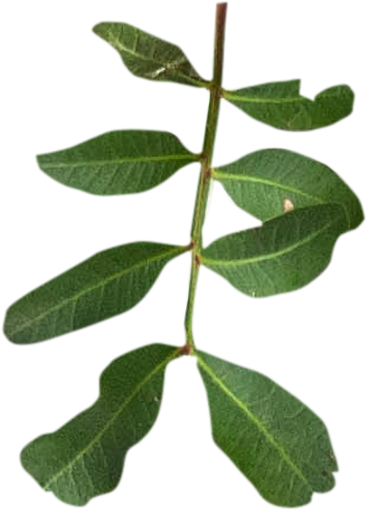 herb  close-up leaf nature freshness green color macro plant