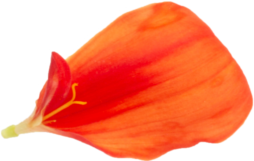 cabeca de flor close-up natureza flor cabeça pétala planta folha flor