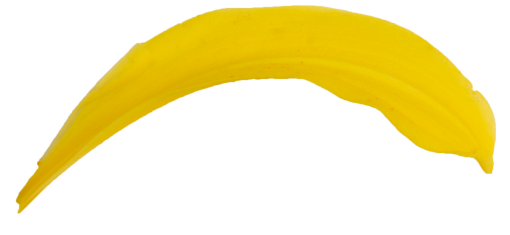  close-up yellow leaf plant nature backgrounds freshness