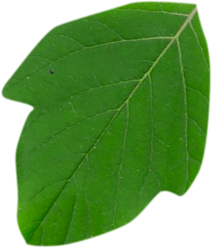 drop  freshness close-up green color nature backgrounds leaf plant