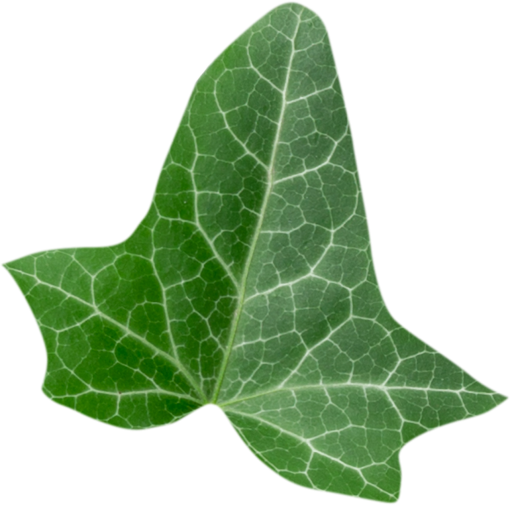  green color png leaf overlay plant leave nature