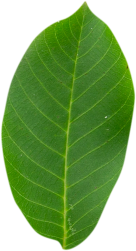  leaf green color freshness plant close-up nature pattern