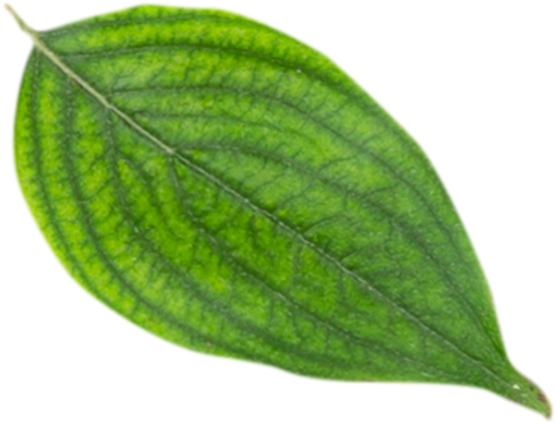  leaf png nature plant overlay leave close-up