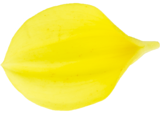 solo  nature yellow isolated food close-up single object
