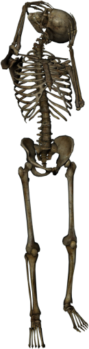 anatomy  overlay anatomy halloween illustration png human skeleton skeleton
