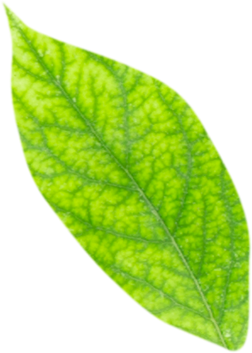  plant botany leaf no people nature pattern green color