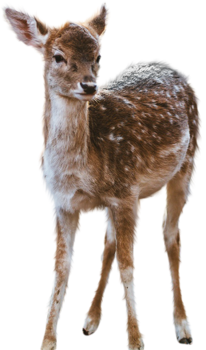deer  png animal mammal outdoors deer overlay nature
