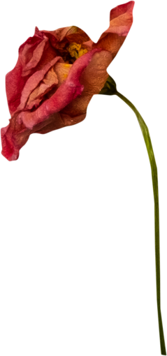 march  withered rose overlay illustration nature plant flower backgrounds