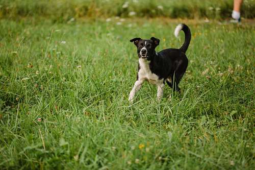 Adorable perro negro caminando sobre hierba verde